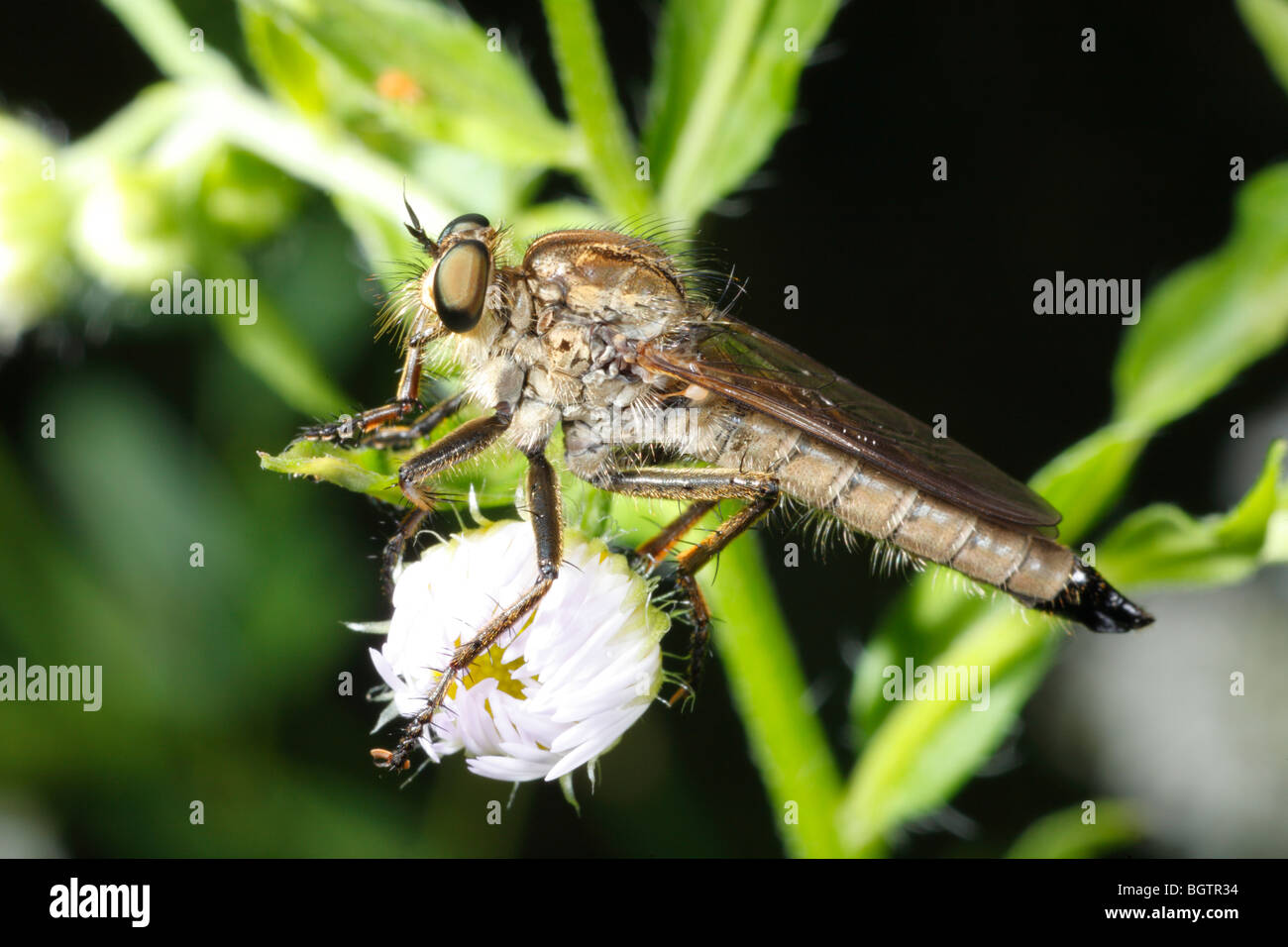 Robber Fly (unbekannte Asilidae). Ariege Pyrenäen, Frankreich. Stockfoto