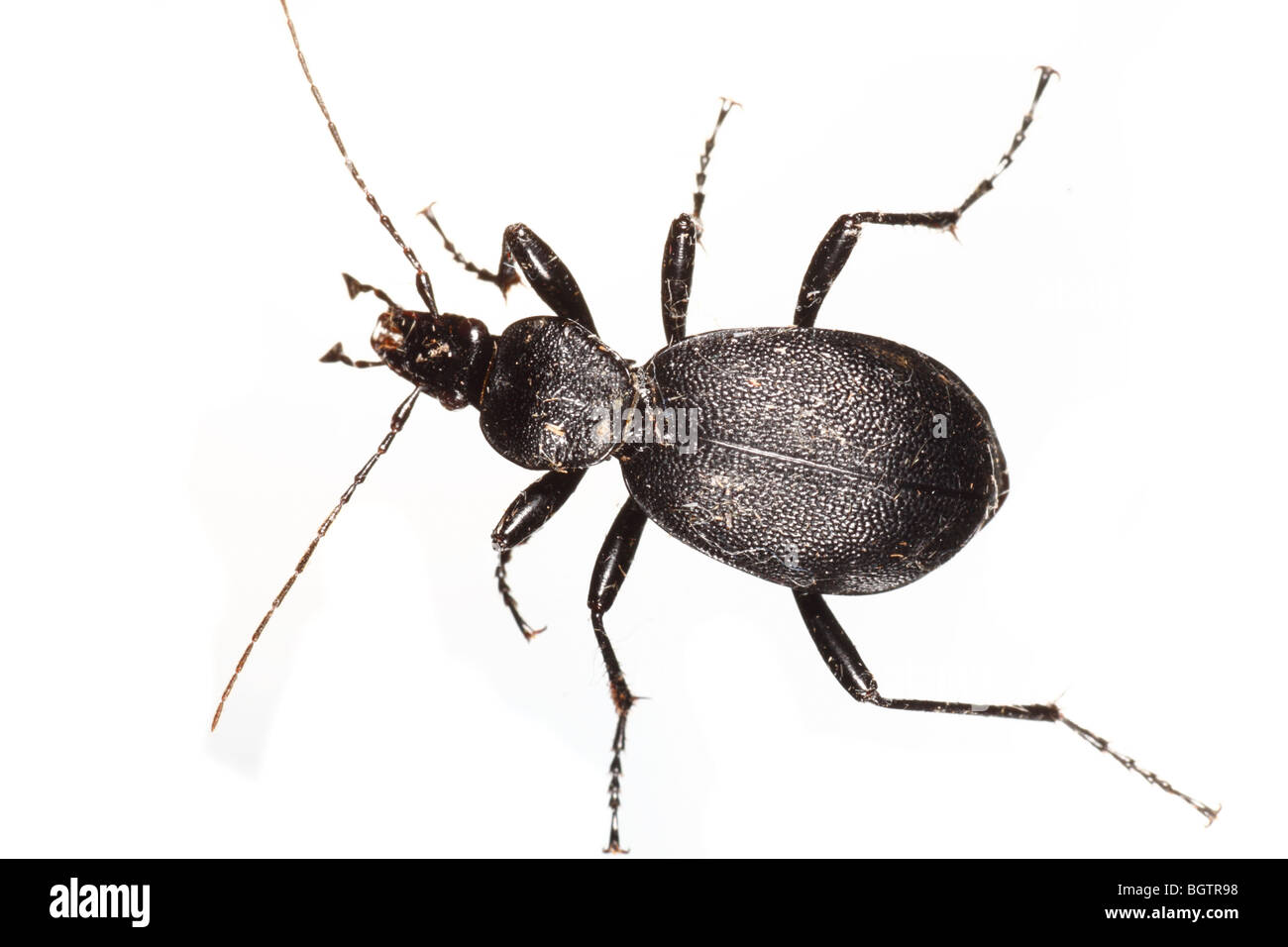 Schnecke-Essen Boden Käfer, Cychrus Caraboides. Leben Sie Insekt vor einem weißen Hintergrund auf ein tragbares Studio fotografiert. Stockfoto