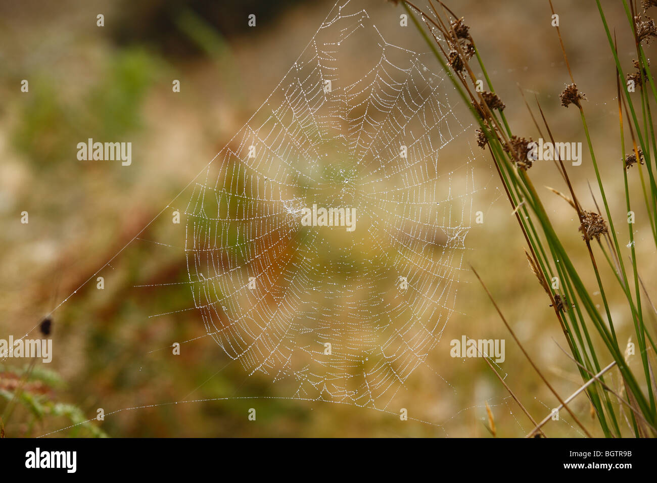 Web von weiblichen Garten oder Cross Spider (Araneus Diadematus). Powys, Wales, UK. Stockfoto