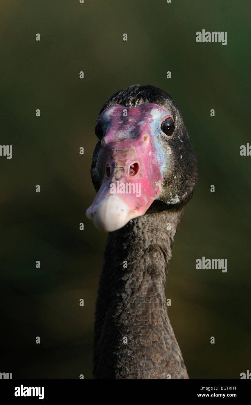 Schwarze Sporn-winged Goose (Plectropterus Gambensis) Porträt, Slimbridge, UK. Stockfoto