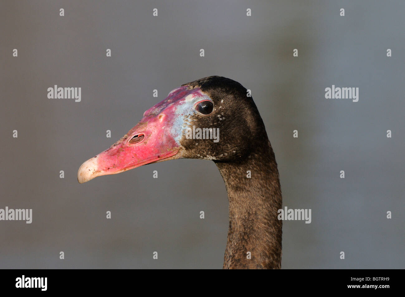 Schwarze Sporn-winged Goose (Plectropterus Gambensis) Porträt des Kopfes, Slimbridge, UK. Stockfoto