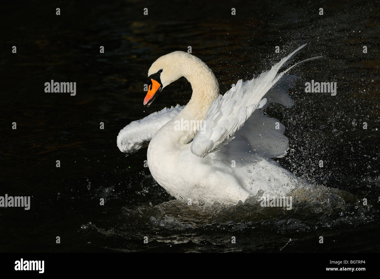 Mute Swan (Cygnus Olor) Baden im Wasser, Oxfordshire, Vereinigtes Königreich. Stockfoto