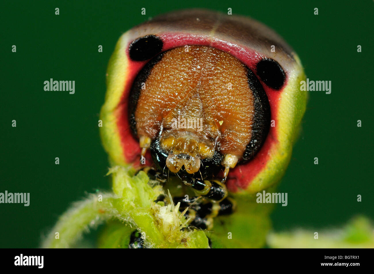 Puss Moth (Cerura Vinula) Nahaufnahme von Caterpillar Kopf zeigen Mundwerkzeuge, Oxfordshire, Vereinigtes Königreich. Stockfoto