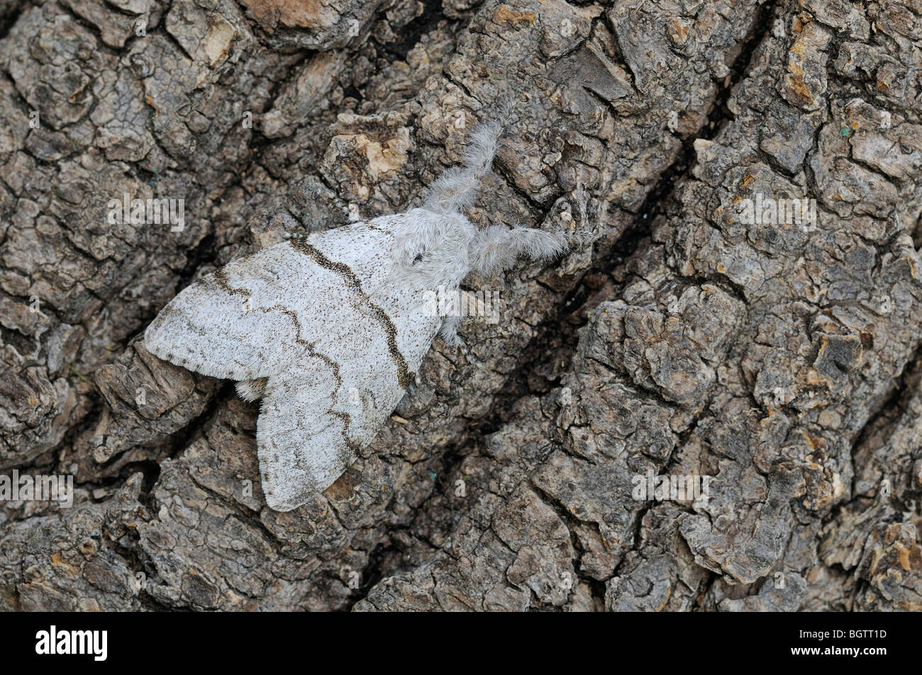 Blasse Tussock Moth (Calliteara Pudibunda) Erwachsenen ruht auf Rinde, Oxfordshire, Vereinigtes Königreich. Stockfoto