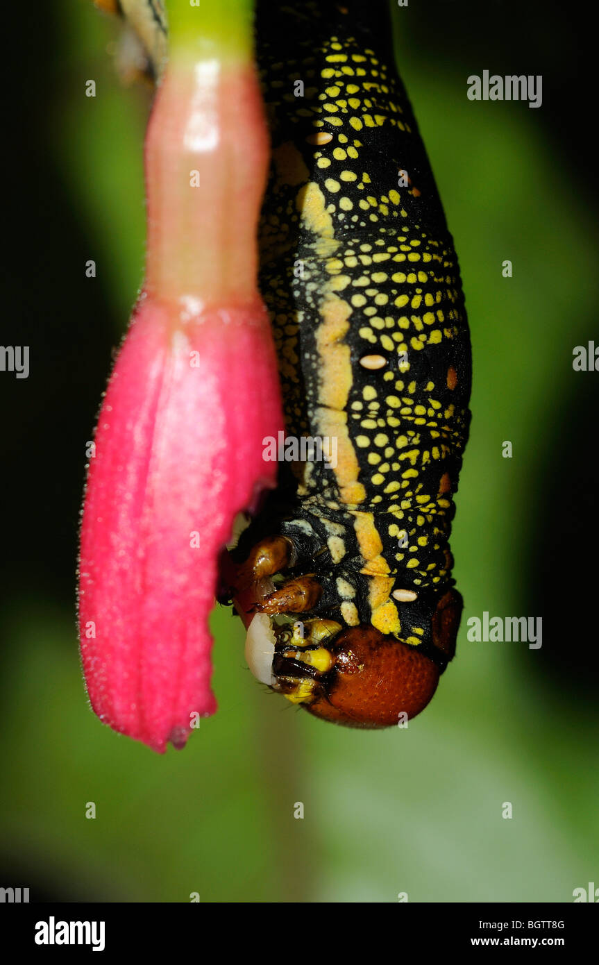 Gestreifte Hawkmoth (stark Livornica) Nahaufnahme von Caterpillar Essen Fuchsia Blume, gefangen gehalten, UK. Stockfoto