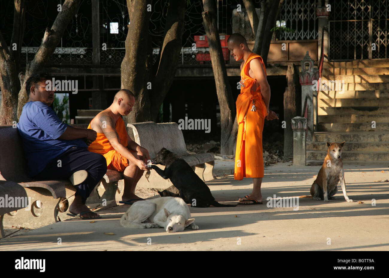 Mönche in Thailand mit Hunden Stockfoto