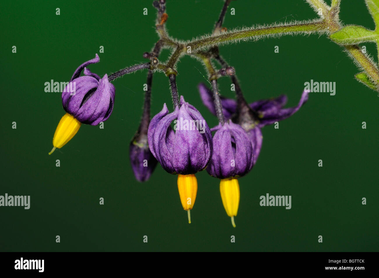 Bittersüß (Solanum Dulcamara) Großaufnahme Blütenstand, Oxfordshire, Vereinigtes Königreich Stockfoto