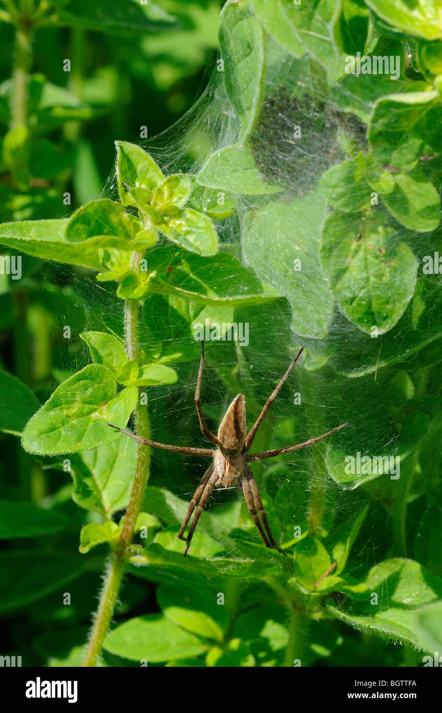Wolf Spider (Pisaura Mirabilis) mit Kindergarten Web auf wilden Majoran Pflanze, Oxfordshire, Vereinigtes Königreich. Stockfoto