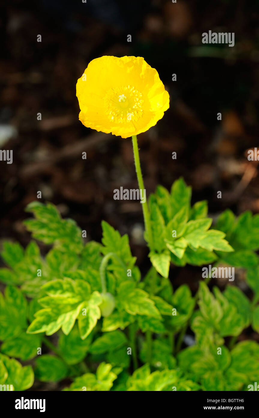 Mohn (Papaver Alpinum) gelbe Alpenblume, Oxfordshire, Vereinigtes Königreich. Stockfoto