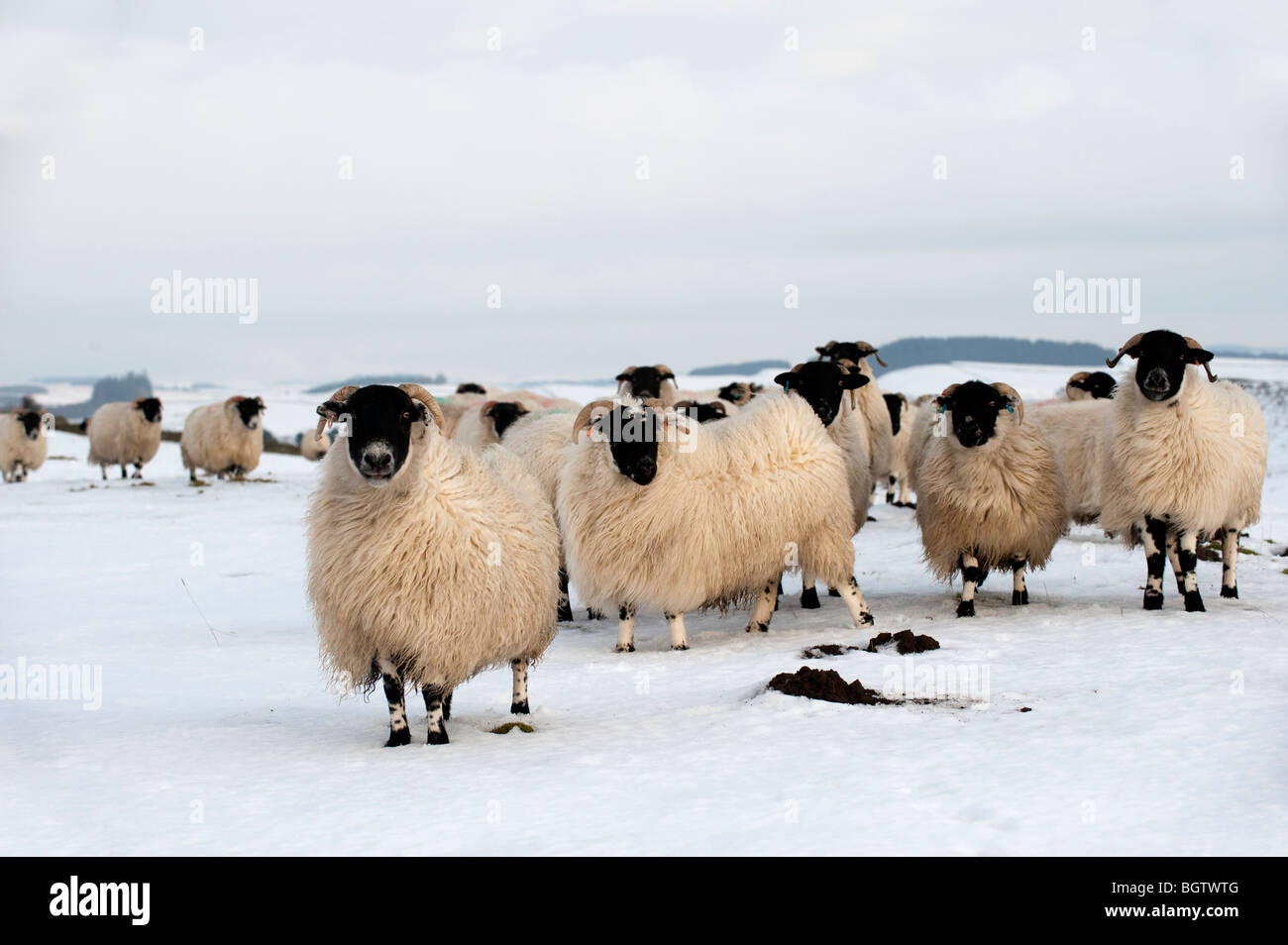 Hexham geben Blackface Schafe im Schnee in der Nähe von Hadrian Wall. Stockfoto