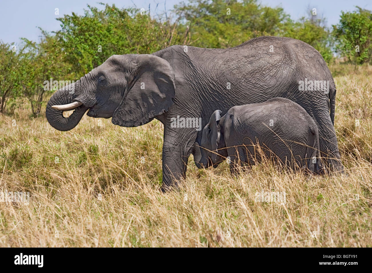 Weibliche afrikanische Elefant mit Baby. Stockfoto