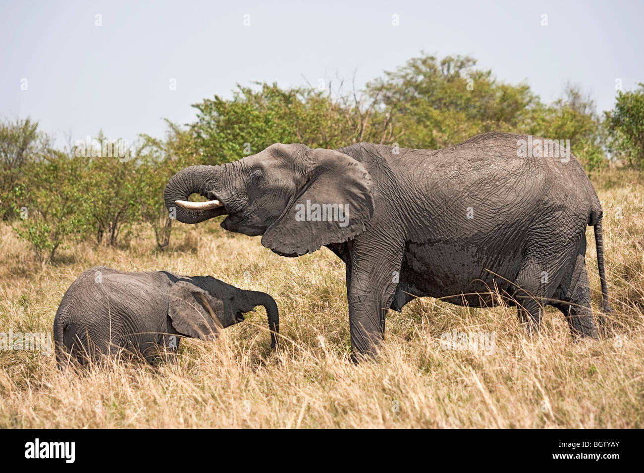 Weibliche afrikanische Elefant mit Baby. Stockfoto