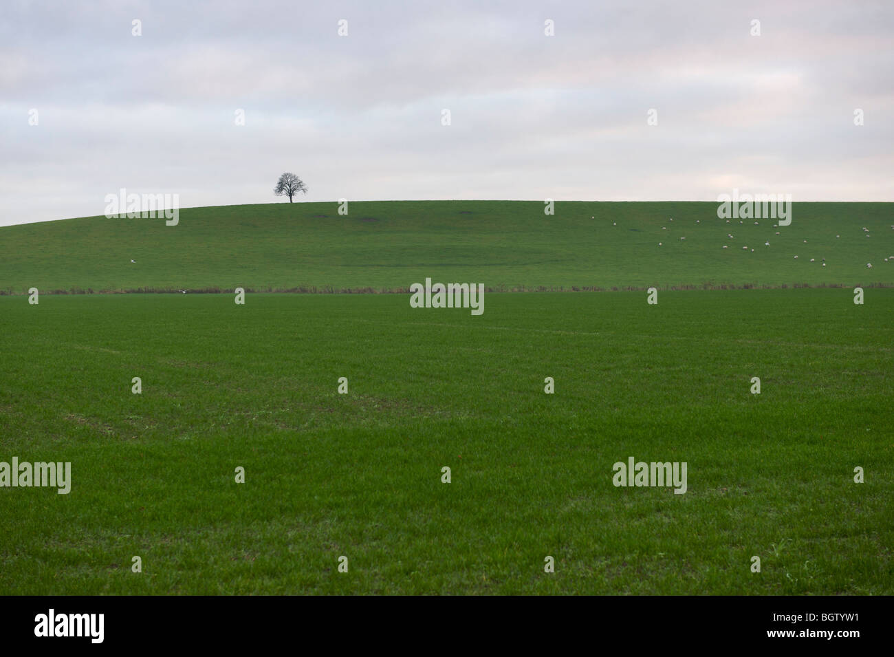 Einsamer Baum auf Hügel mit Schafbeweidung, Warwickshire, UK Stockfoto