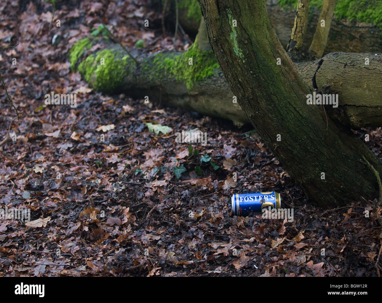 Ein Essex Wald im Nebel.  Foto von Gordon Scammell Stockfoto