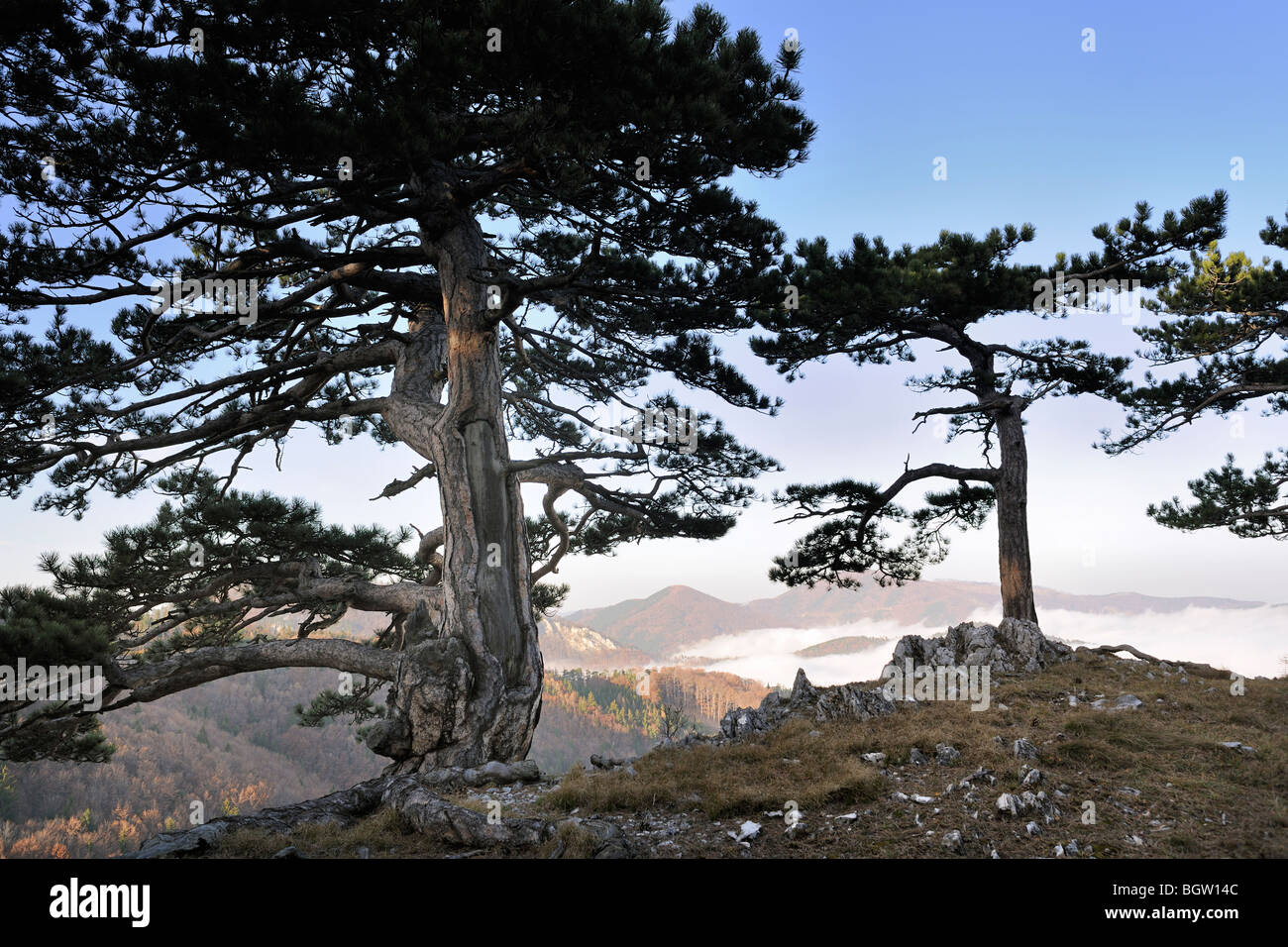 Trail an der Steinwand Schlucht, Triesting Tal, Lower Austria, Austria, Europa Stockfoto