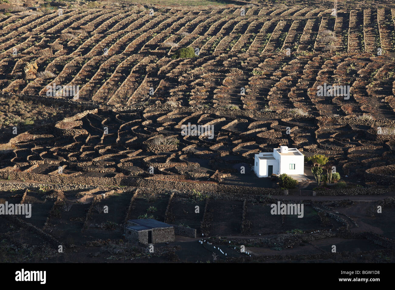 Agrarlandschaft mit tragenden Wänden in der Nähe von Ye, Lanzarote, Kanarische Inseln, Spanien, Europa Stockfoto
