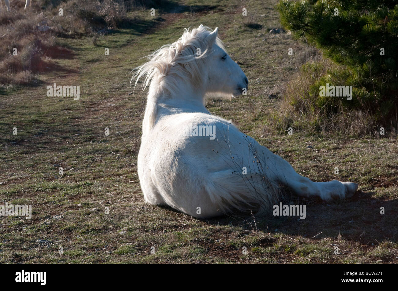 Weißes Pferd auf dem Boden in den Cevennen in der Nähe des Dorfes Cezas, Gard, Frankreich Stockfoto