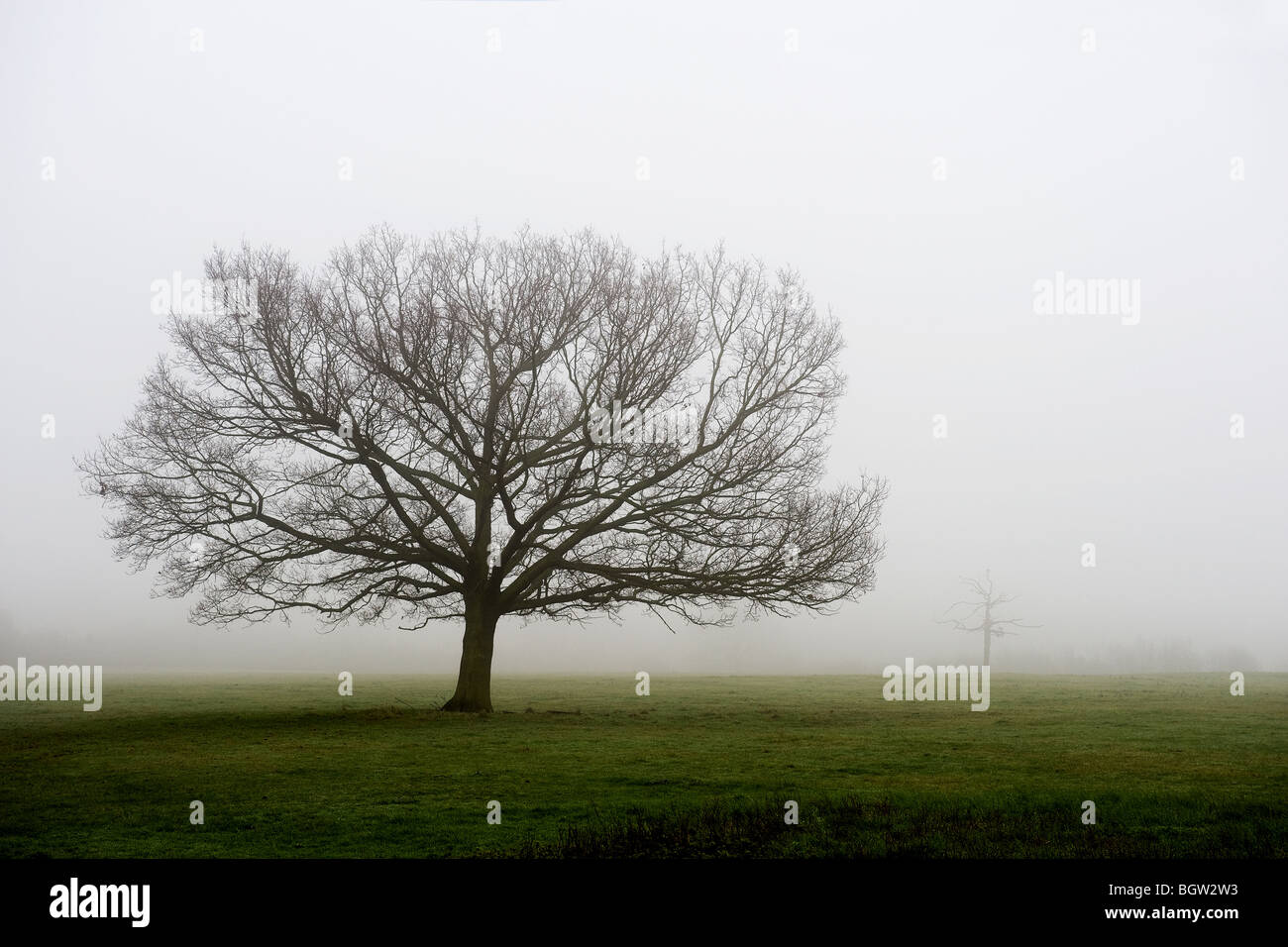 Bäume in einem nebligen Feld in Essex. Stockfoto