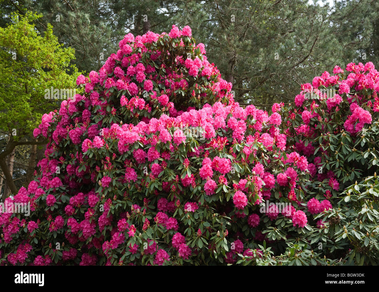 RhododendronBlüten im Frühjahr, UK Stockfotografie Alamy