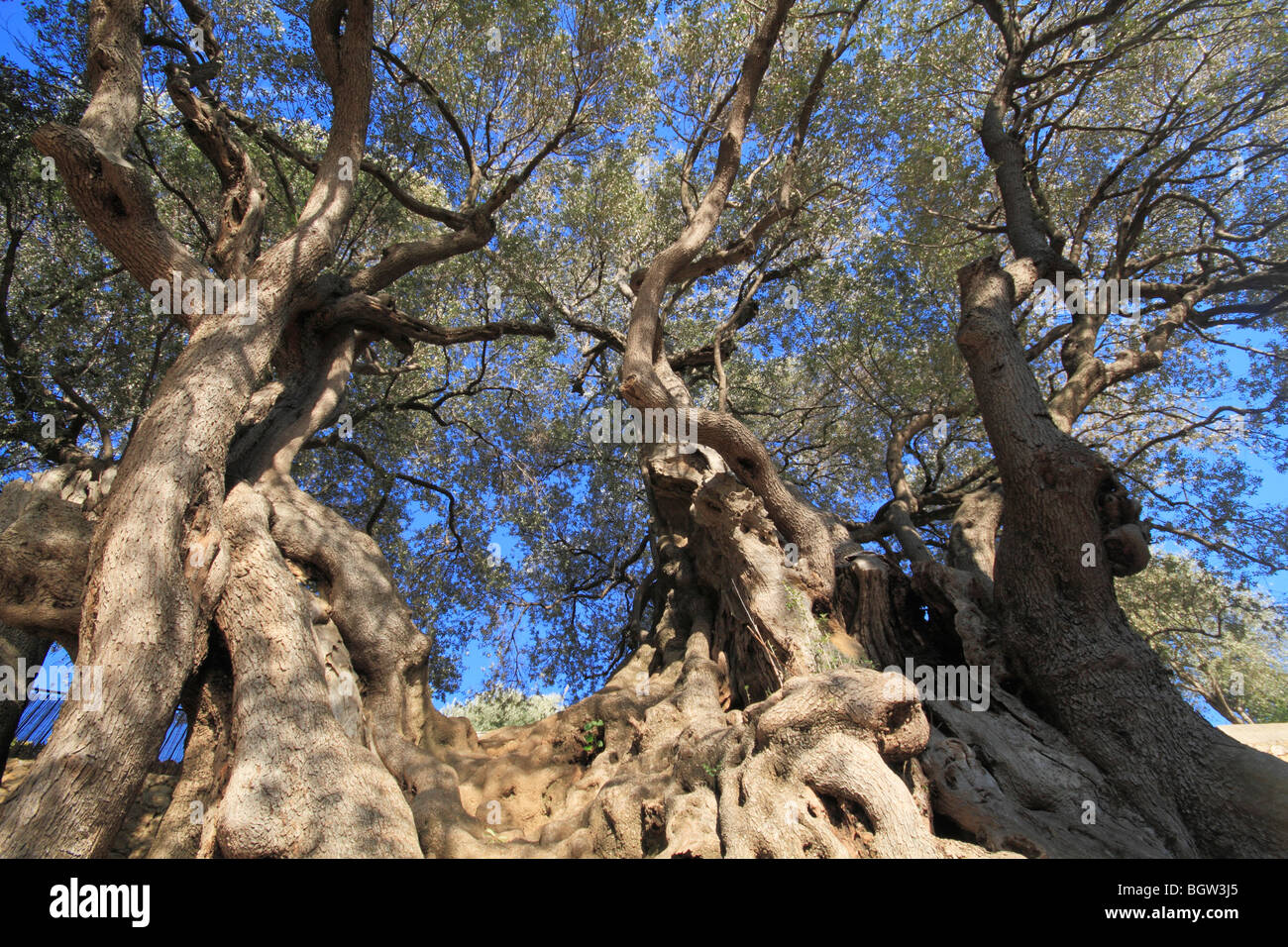 Olivier Millénaire, tausendjährigen Olivenbaum, gilt als einer der ältesten Olivenbäume der Welt, etwa 2000 Jahre alt, Roquebr Stockfoto