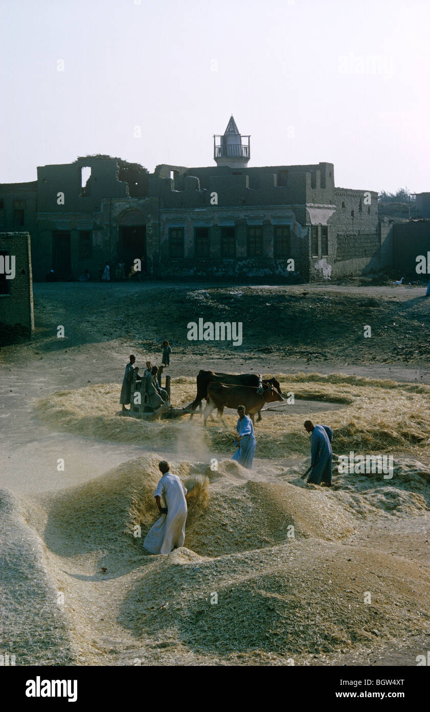 Bauern Dreschen Weizen in der alten Weise in einem Dorf im Nildelta. Stockfoto