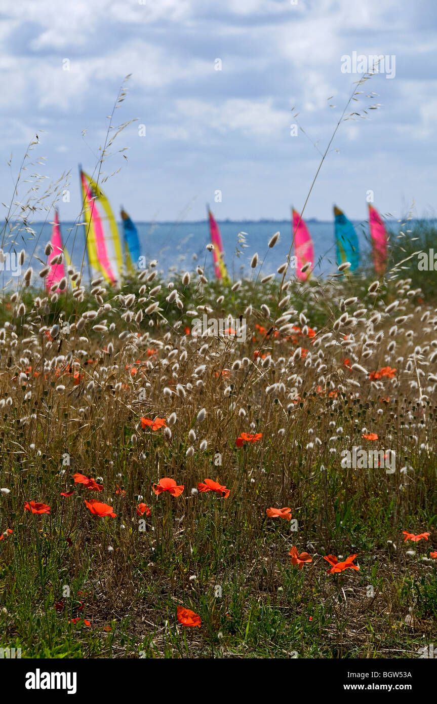 Wilde Blumen und Unkraut direkt am Meer mit Segelbooten im Hintergrund Stockfoto