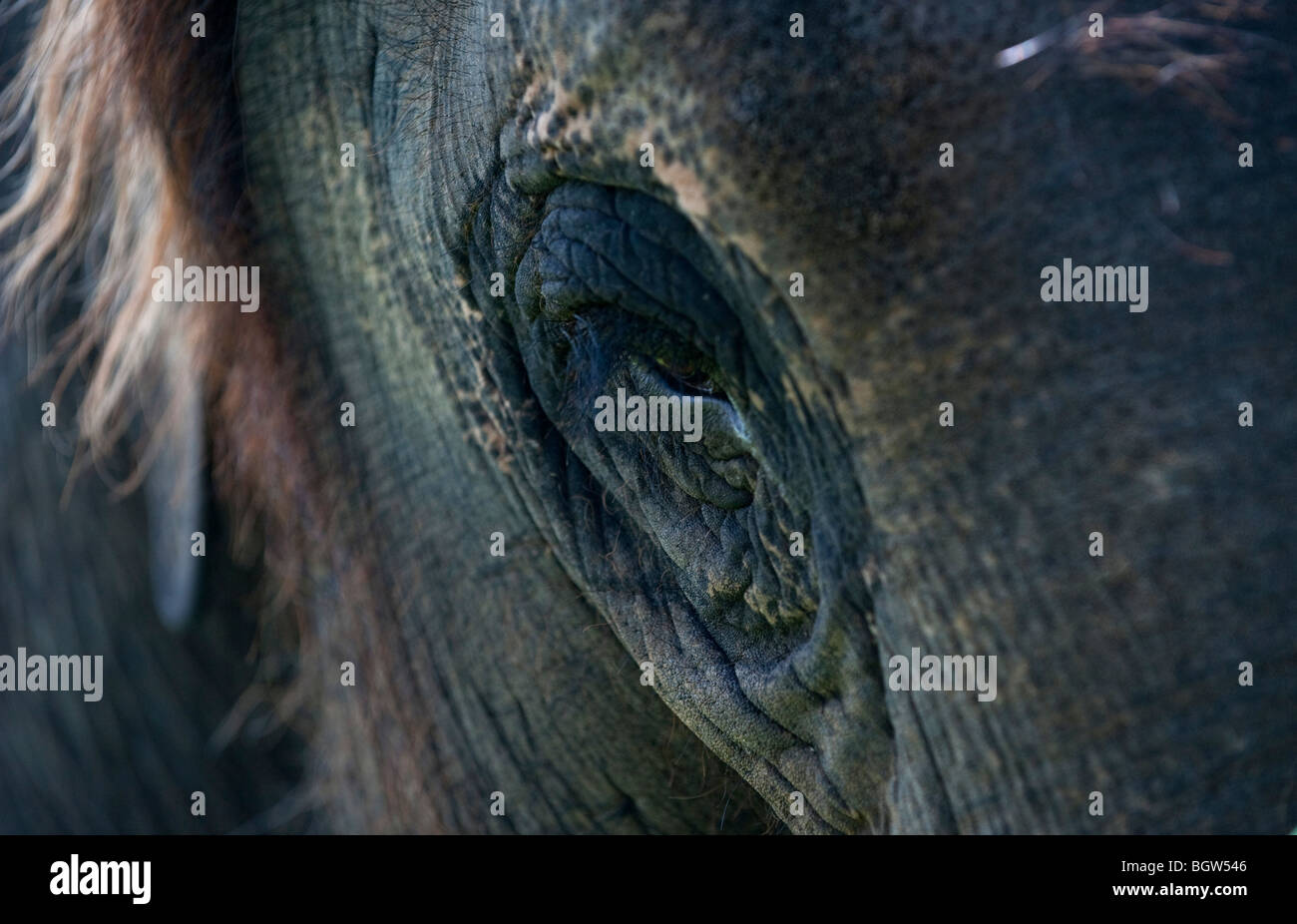 Asiatischer Elefant Auge Stockfoto