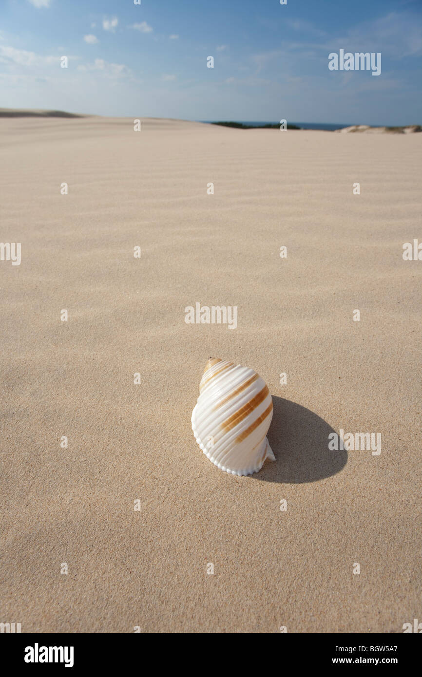 Große Schale auf sand Stockfoto
