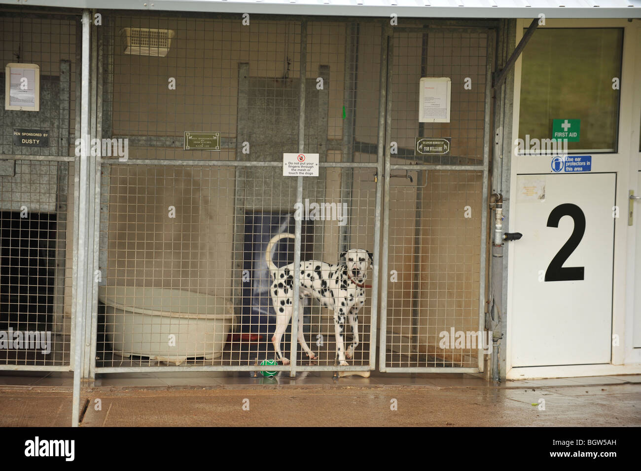 Dalmatiner in einem Rettungszentrum Stockfoto