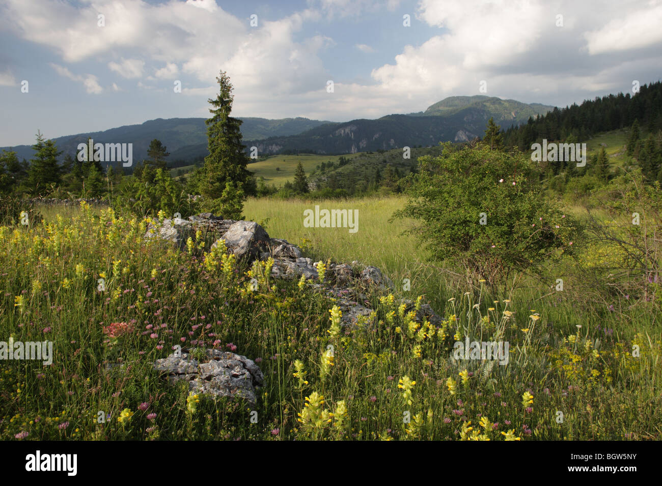 Sommerlandschaft in Rodopi (Rhodopi) Berge, Bulgarien, Europa Stockfoto
