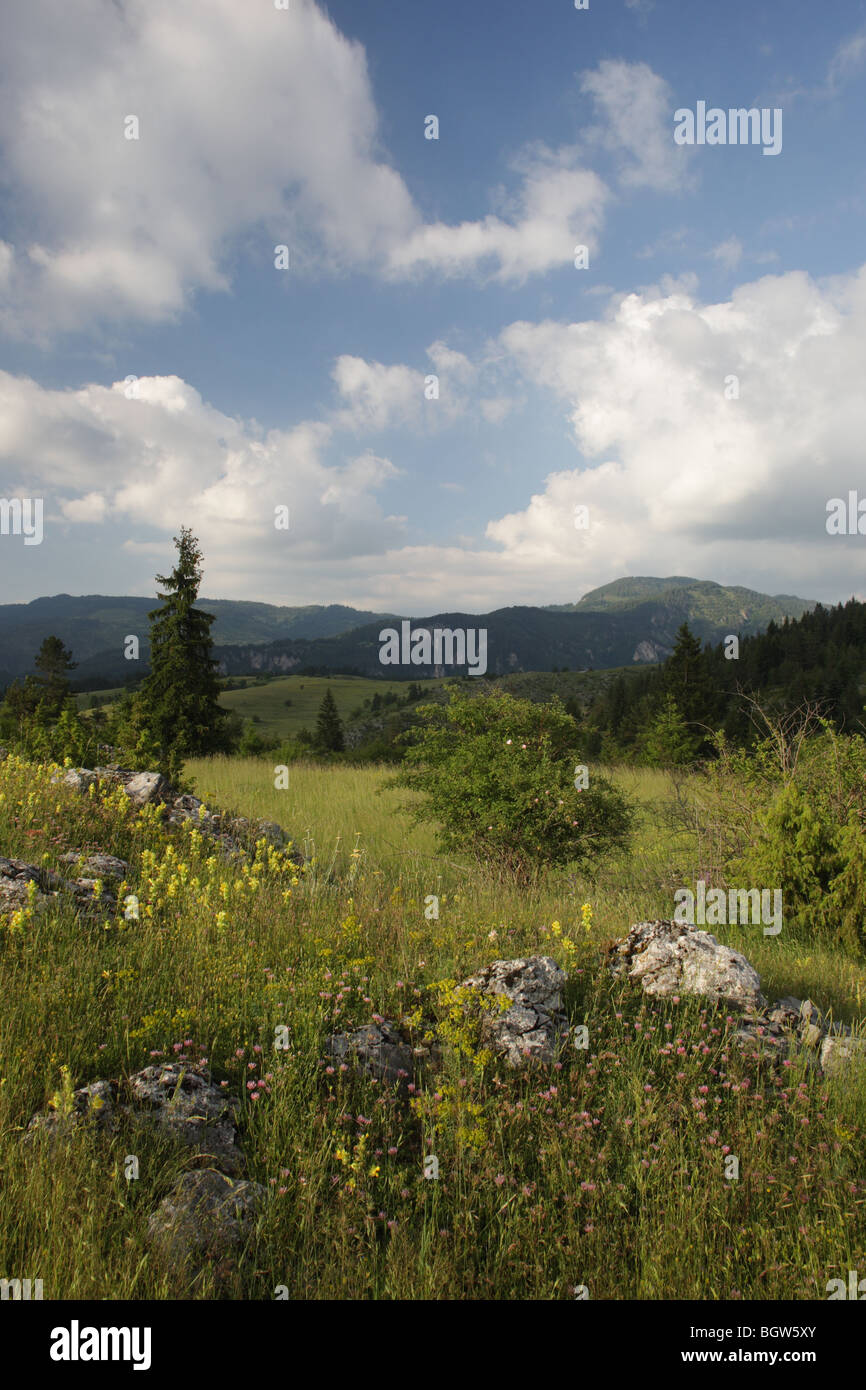 Sommerlandschaft in Rodopi (Rhodopi) Berge, Bulgarien, Europa Stockfoto