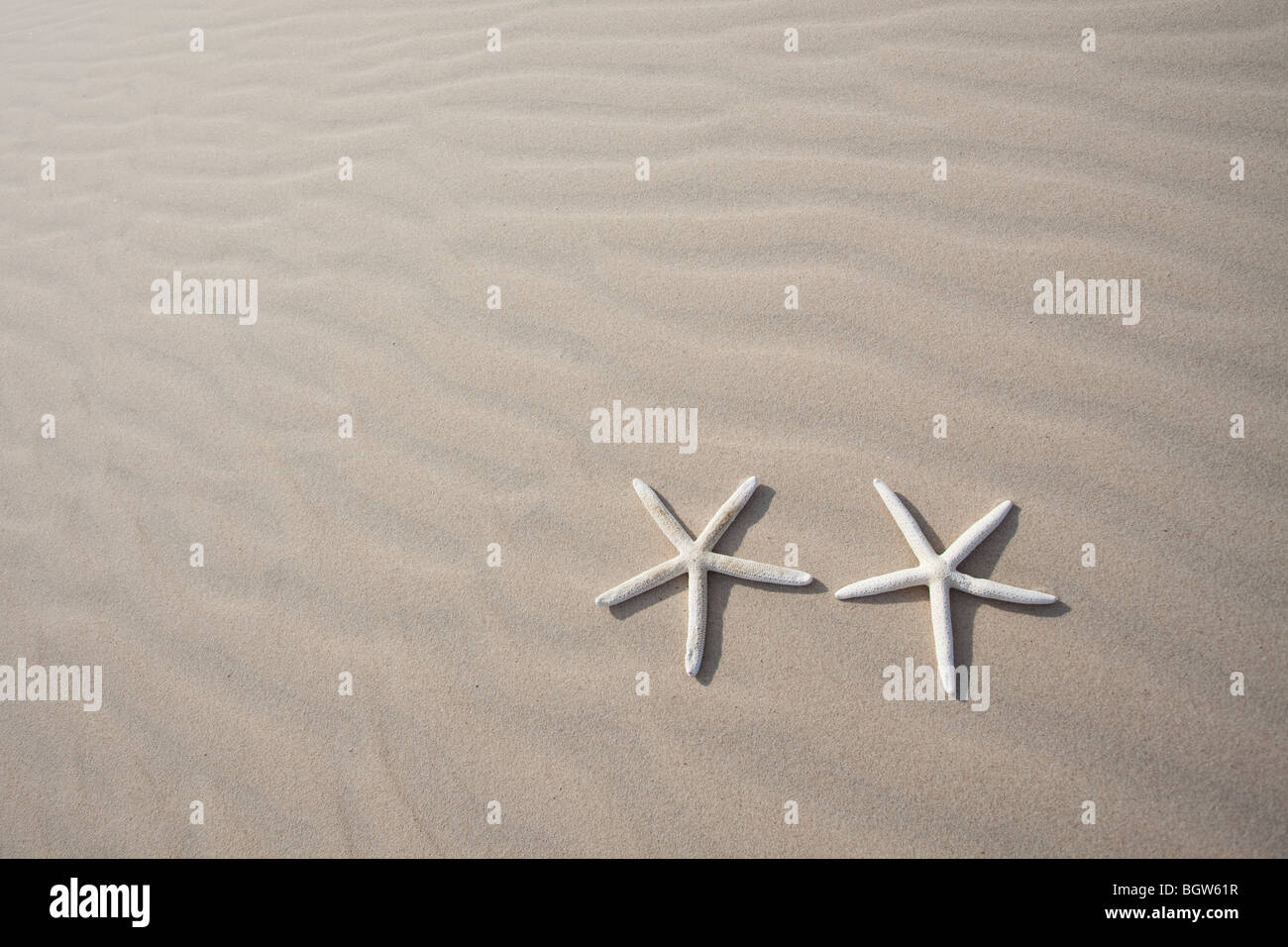 Zwei Seesternen auf sand Stockfoto