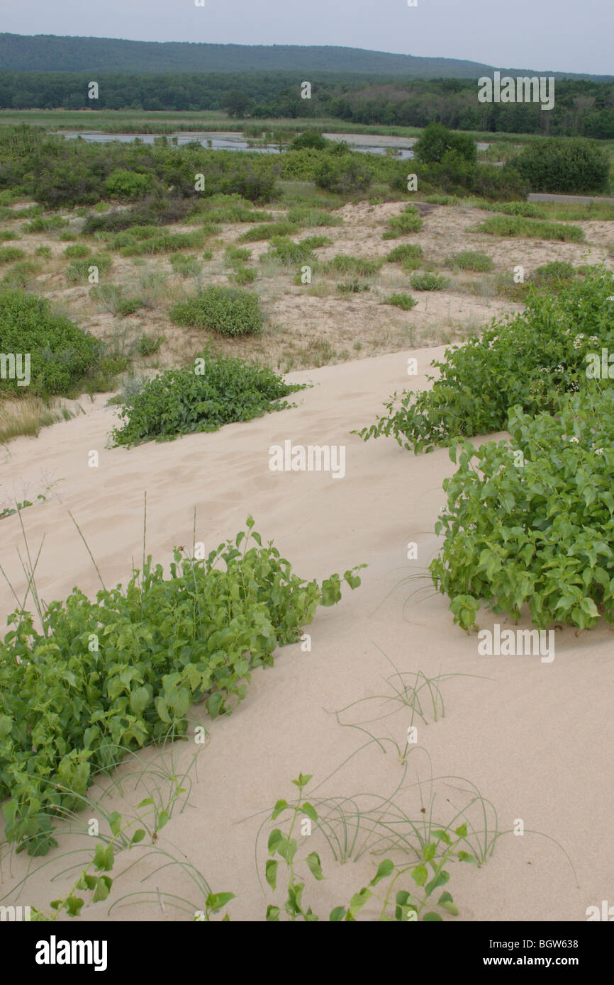 Sanddünen in der Nähe von Primorsko, Schwarzmeerküste, Bulgarien Stockfoto