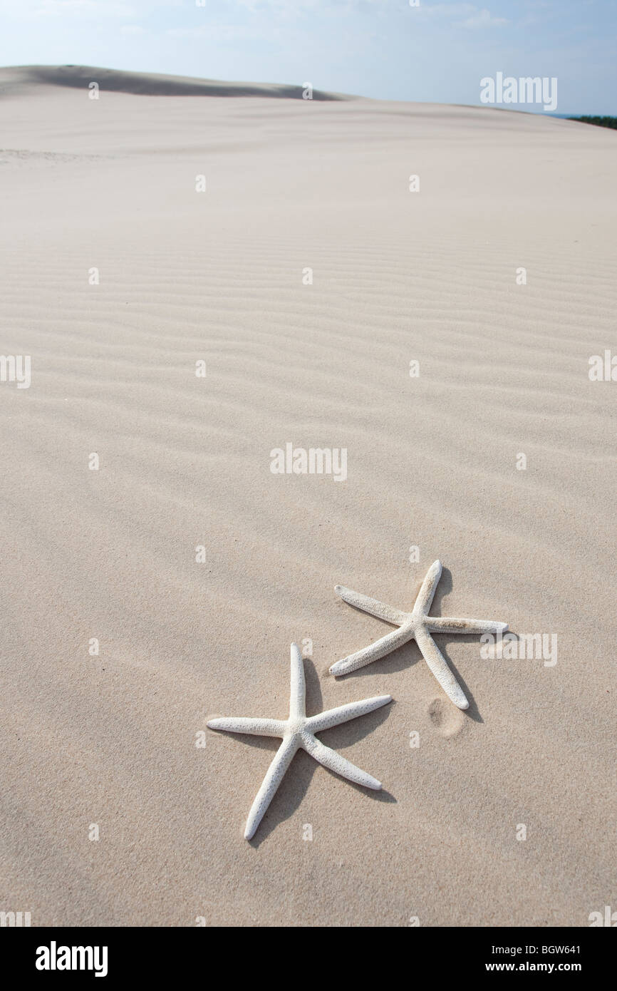 Zwei Seesternen auf sand Stockfoto