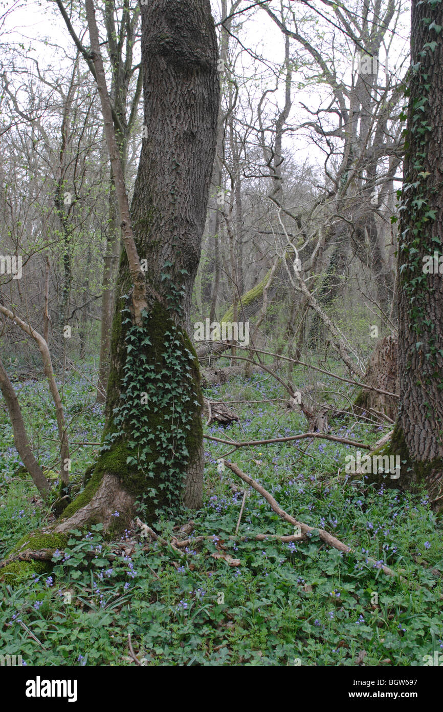 Kamchia Auwälder mit blühenden Scilla Bithynica (seltene Pflanze), Black Sea Coast Stockfoto