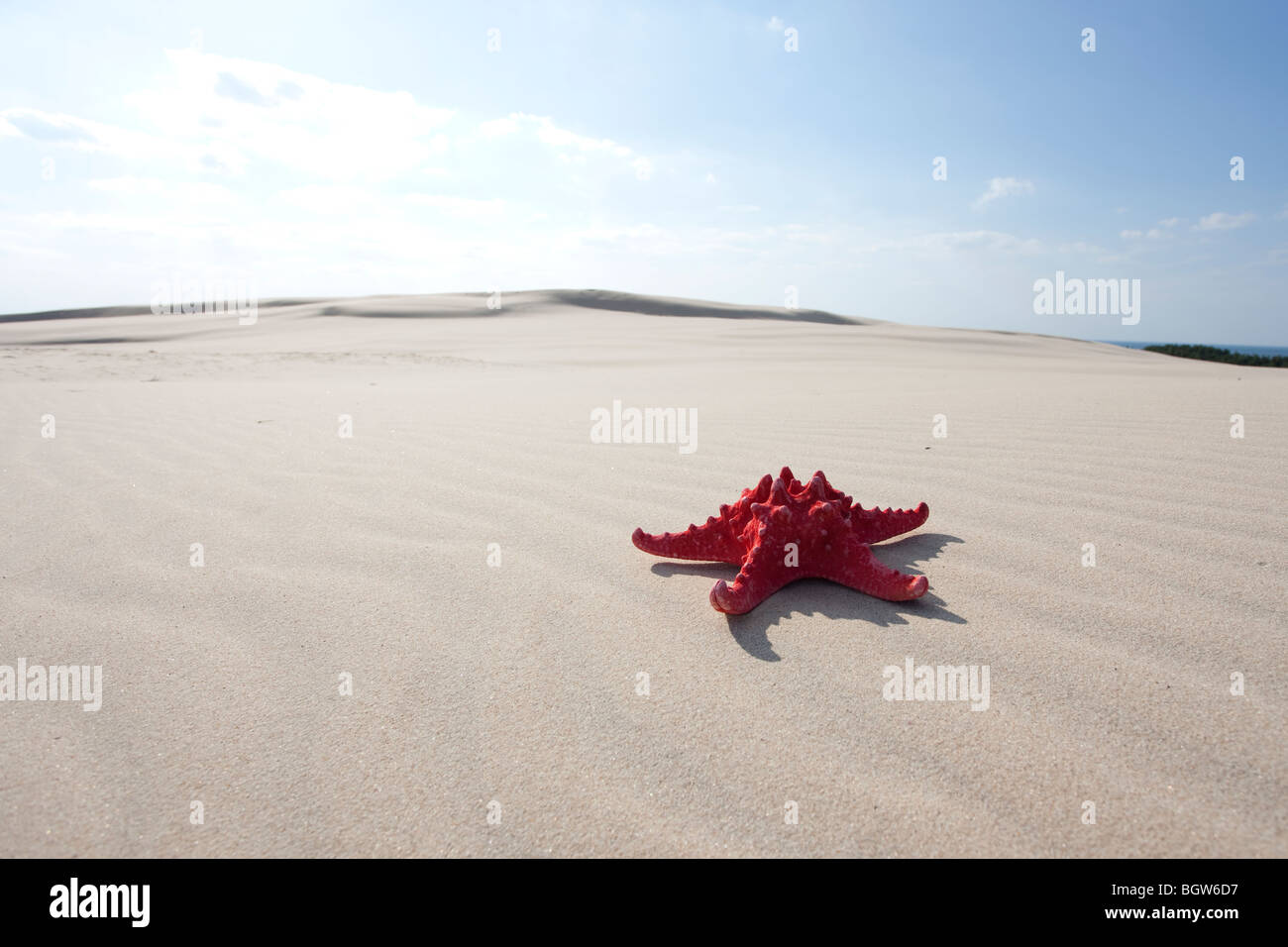 Roter Seestern auf sand Stockfoto