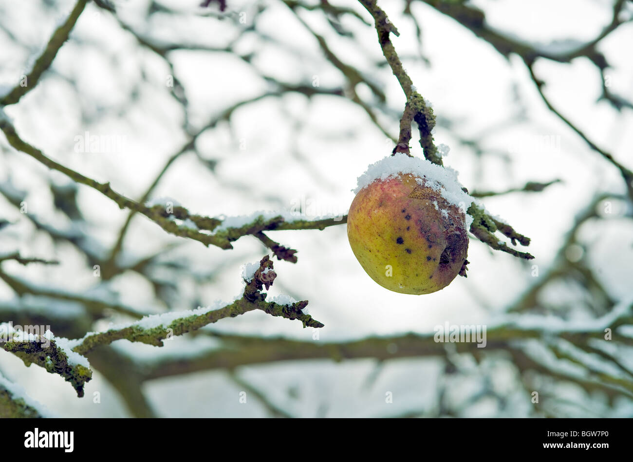 Schlechter alten Apfel, der nicht gefallen ist, gefangen im Schnee Stockfoto
