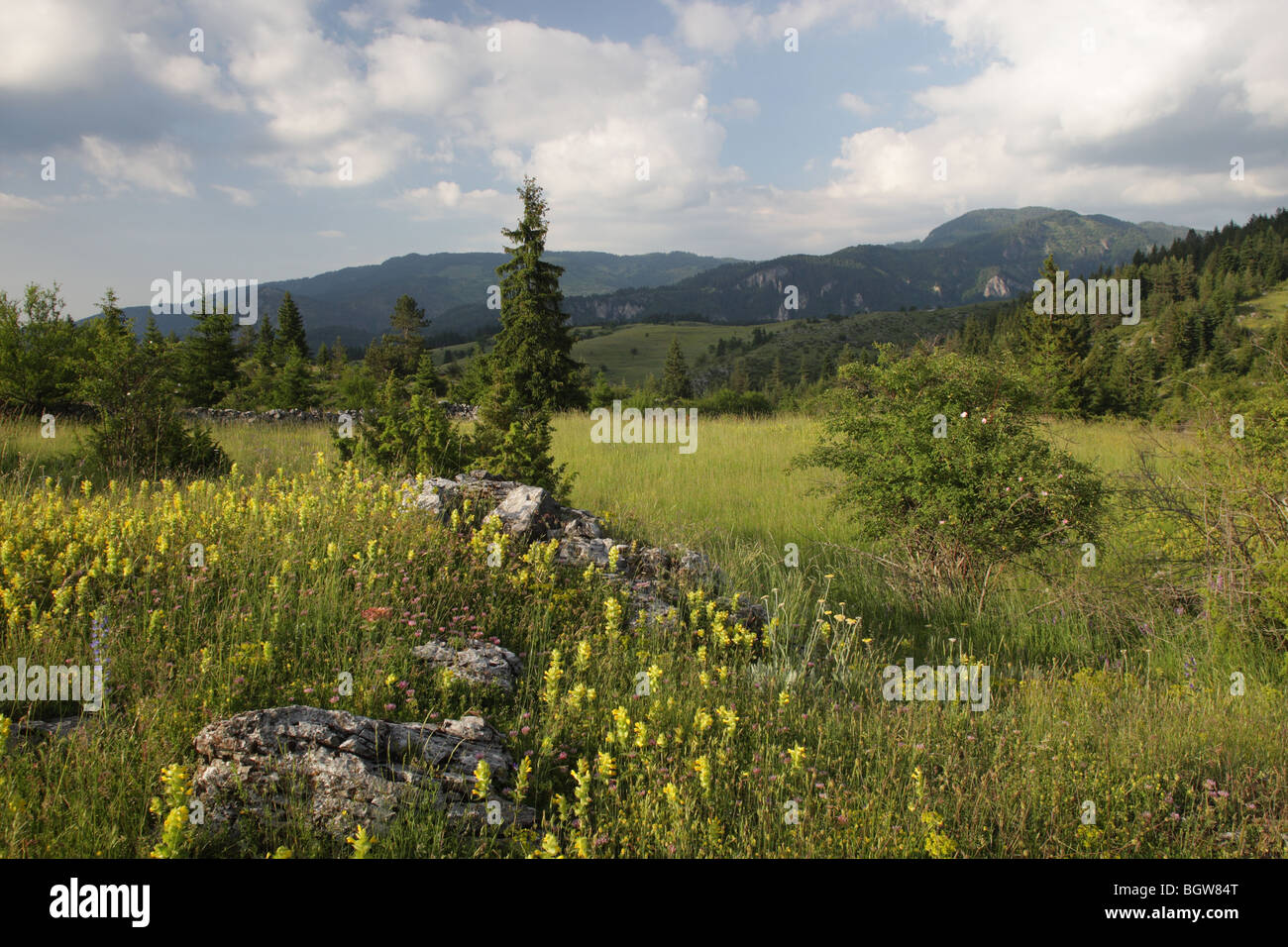 Sommerlandschaft in Rodopi (Rhodopi) Berge, Bulgarien, Europa Stockfoto