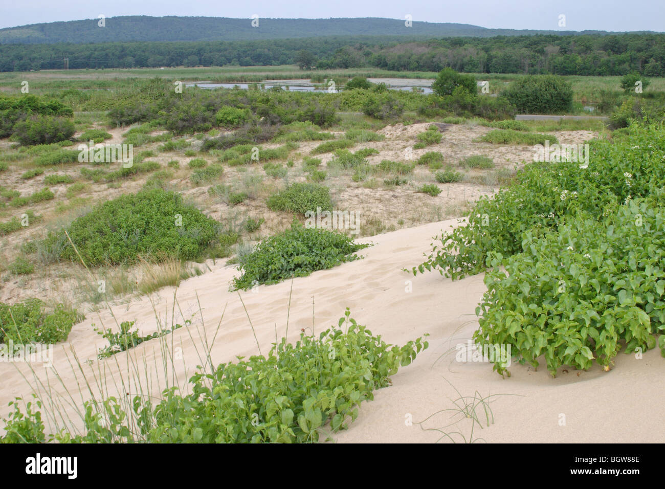 Sanddünen in der Nähe von Primorsko, Schwarzmeer-Küste Stockfoto
