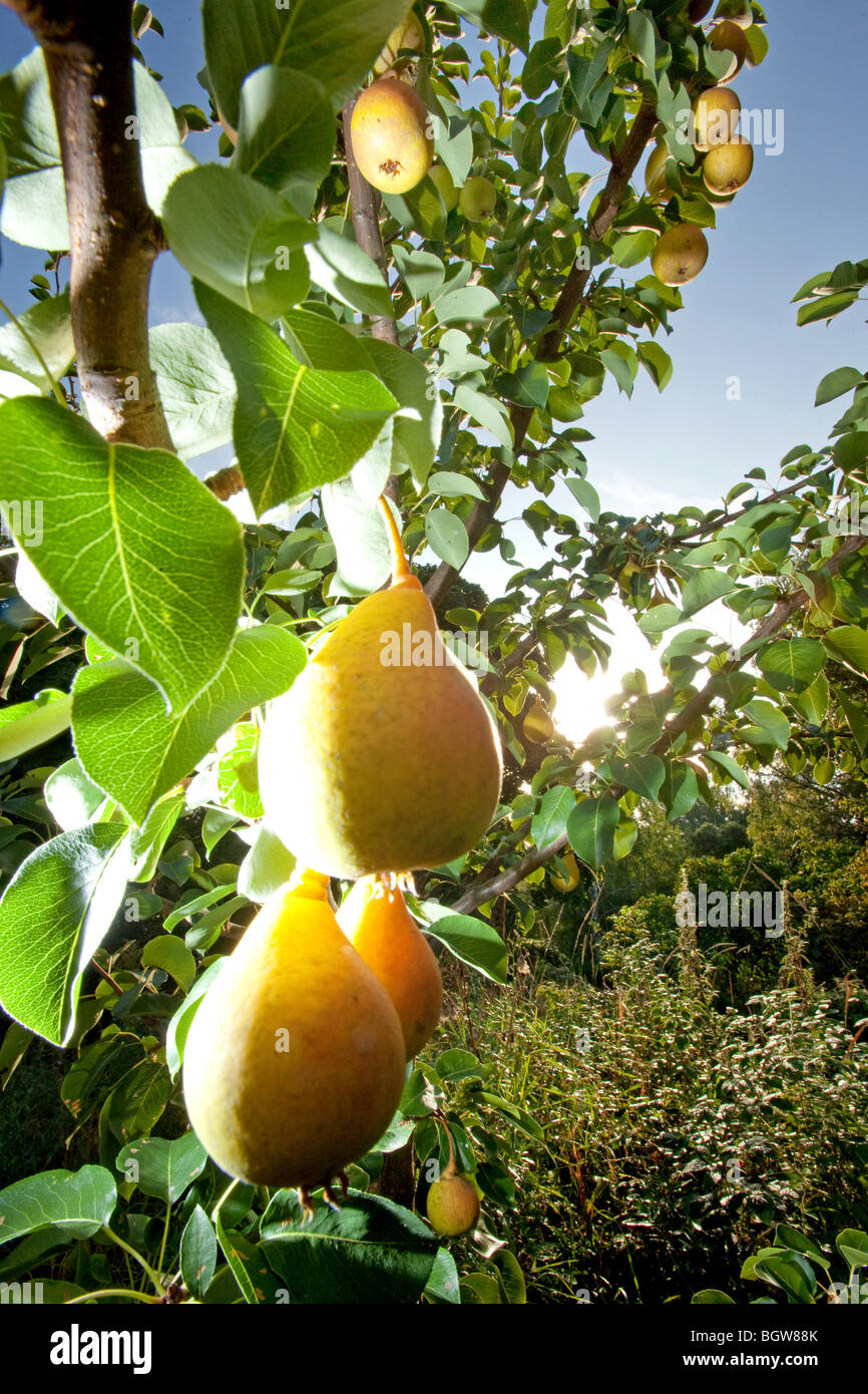 Gemeinsamen Birne, Pyrus Communis Stockfoto