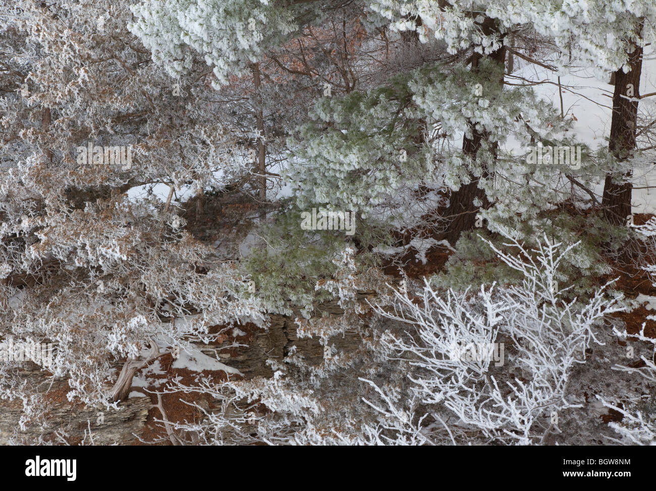 Frost bedeckt Bäume auf Klippe über dem oberen Iowa River, sumpfiges County, Iowa Stockfoto