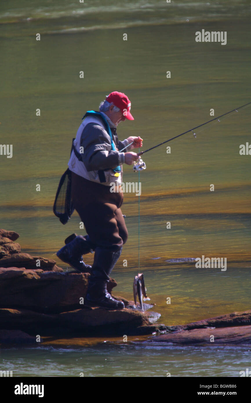 FLIEGENFISCHER ZU FUß AUF FELSEN IM FLUSS TRAGEN STRINGER VON FORELLEN CHATTAHOOCHEE RIVER GEORGIEN KNOCHEN TROCKEN WATVÖGELN KEIN MODEL-RELEASE Stockfoto