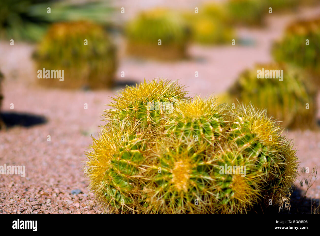 Runde Kakteen sind in Reihen, Las Vegas, NV aufgereiht.  Vielleicht Golden Barrel Cactus. Stockfoto