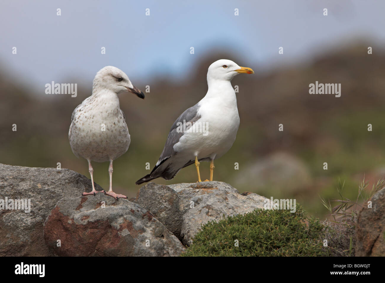 Western Yellow-legged Möve Larus Cachinnans michahellis Stockfoto