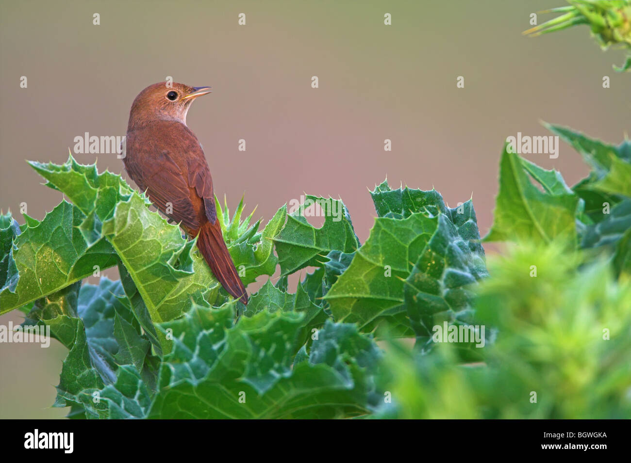 Nachtigall Luscinia megarhynchos Stockfoto