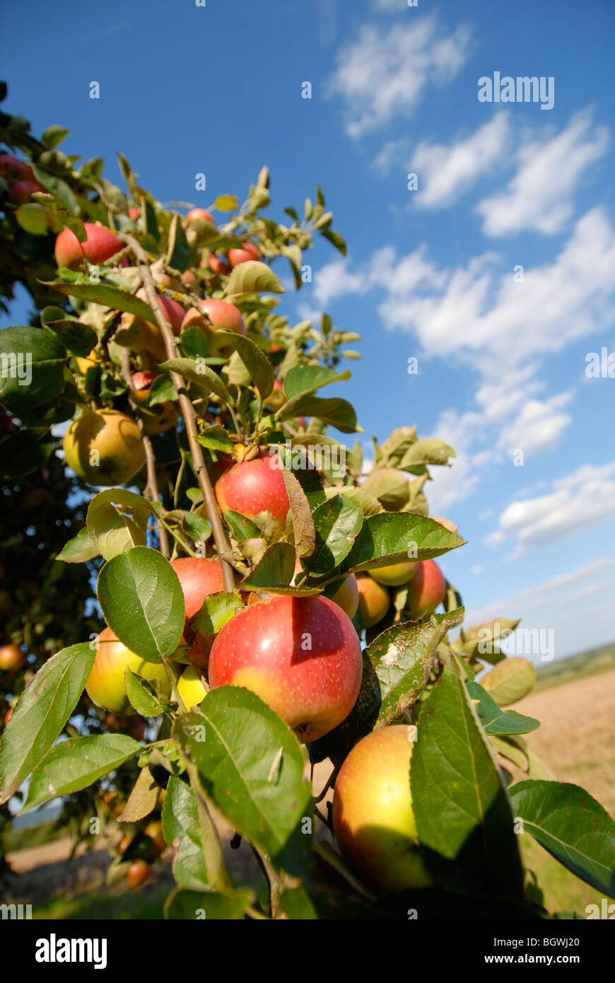 Baum voller Äpfel Stockfoto