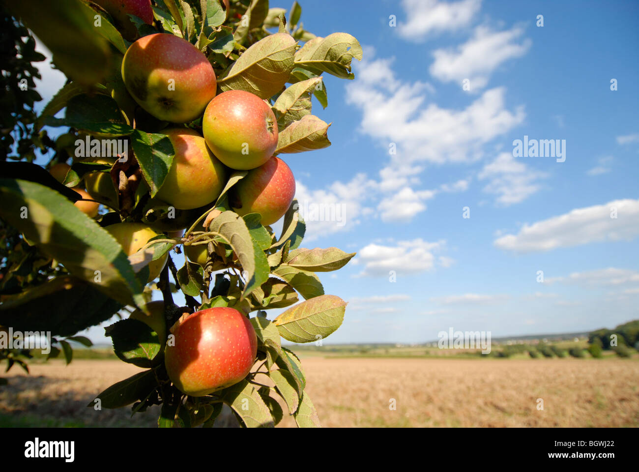 Baum voller Äpfel Stockfoto