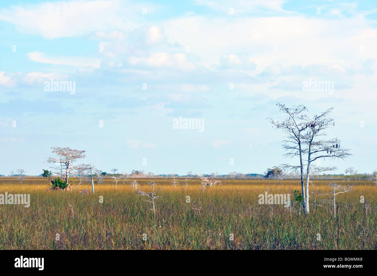 Everglades-Nationalpark, Florida, USA Stockfoto