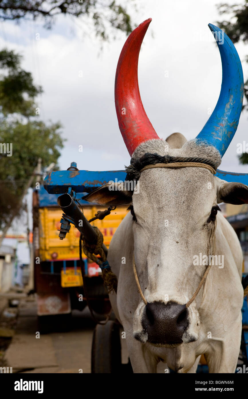 Kuh mit farbigen Hörnern in Straße in Indien Stockfoto