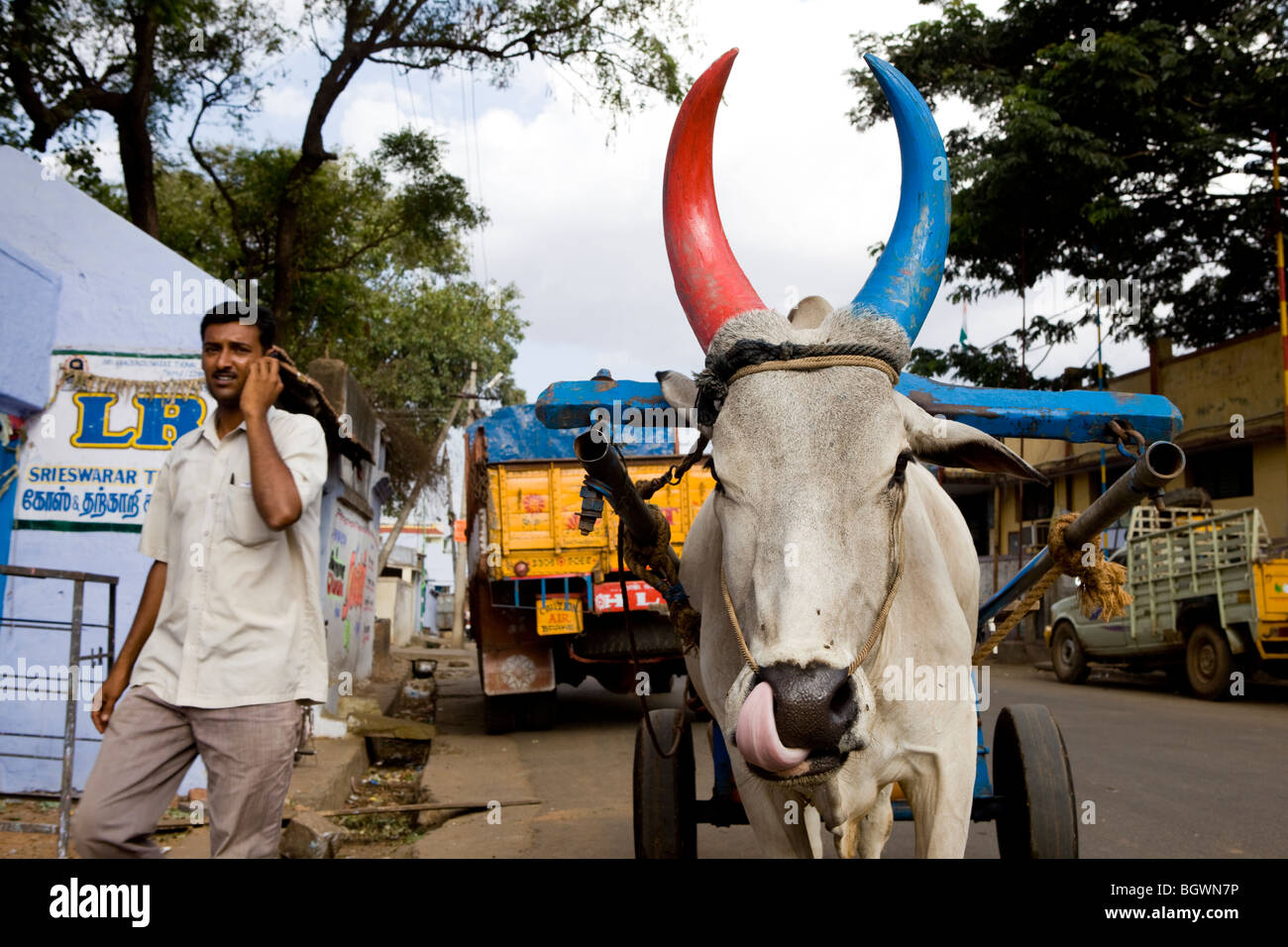Kuh leckt mit farbigen Hörnern in Straße in Indien Stockfoto